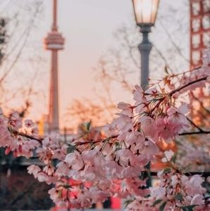 Meet your Posher, Amirasses